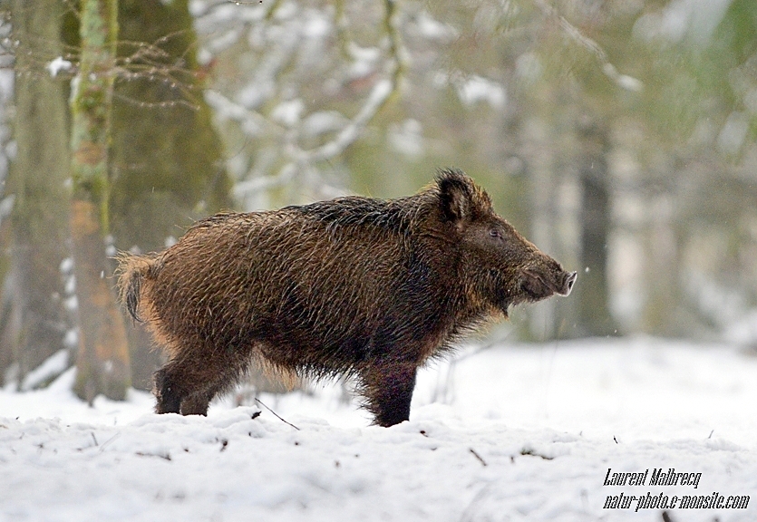 sanglier aux aguets dans la neige 1