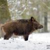 sanglier aux aguets dans la neige 1