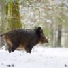sanglier passe dans la neige