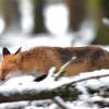 renard furtif