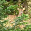 brocard se repose au pied d'un sapin